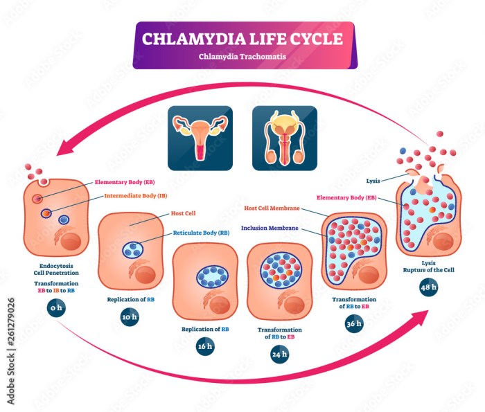 Label the stages and structures of the chlamydia life cycle