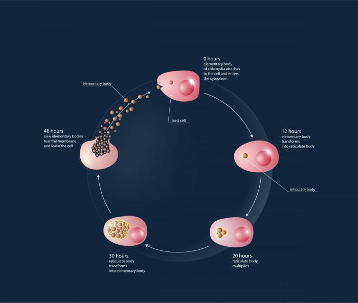 Chlamydia cycle sterilization