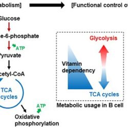 Vitamins soluble water nutrients vitamin essential women chart rda table minerals nutrition dietary fat deficiency body thiamin b1 mineral recommended