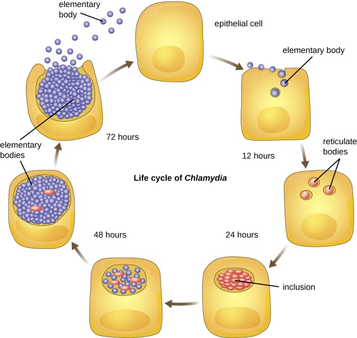 Label the stages and structures of the chlamydia life cycle