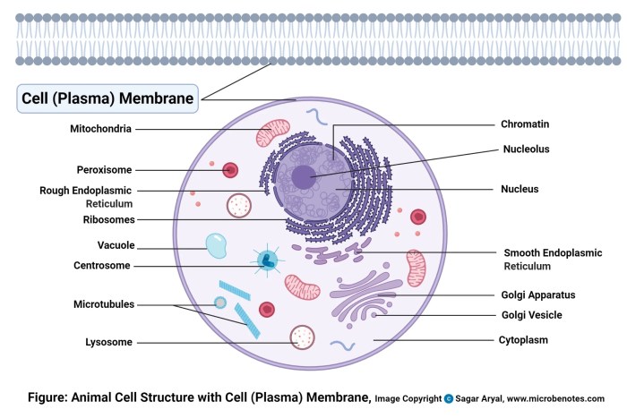 Cell membrane structure and function worksheet answers