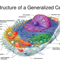 Label the indicated cellular structures of this composite cell