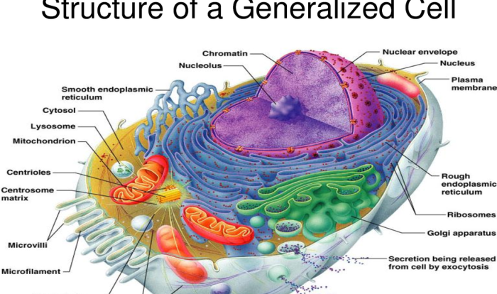 Label the indicated cellular structures of this composite cell