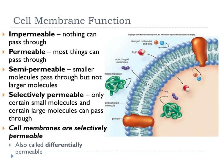 Cell membrane structure and function worksheet answers