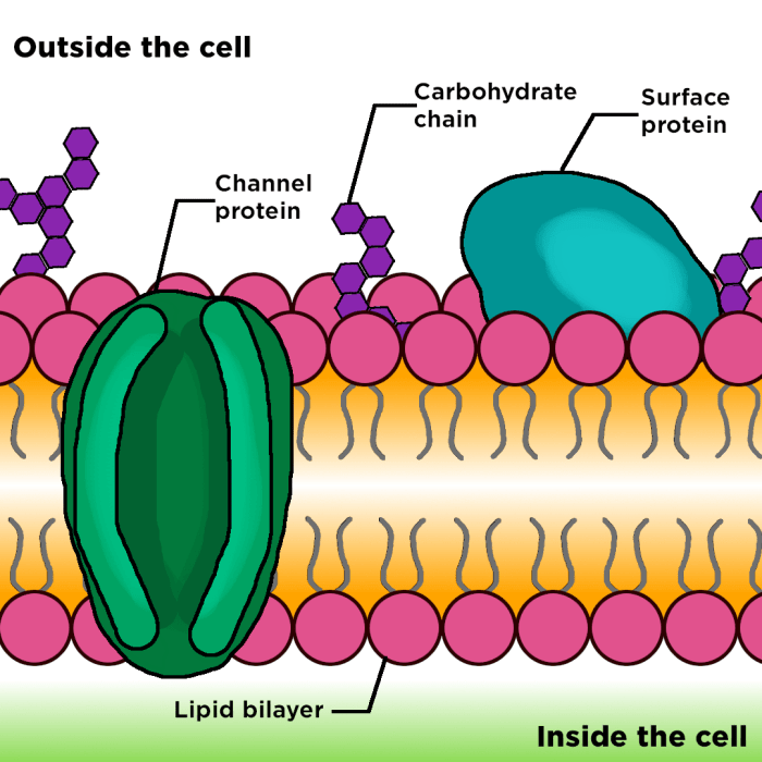 Cell membrane structure and function worksheet answers