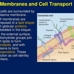 Cell membrane structure and function worksheet answers