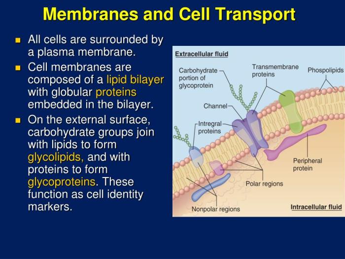 Cell membrane structure and function worksheet answers